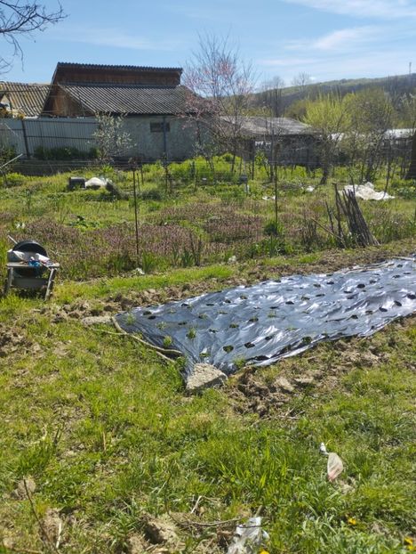  - Gradina 2023