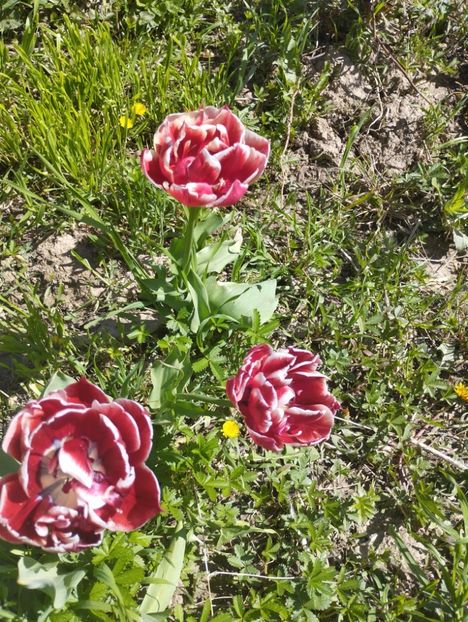  - Gradina 2023