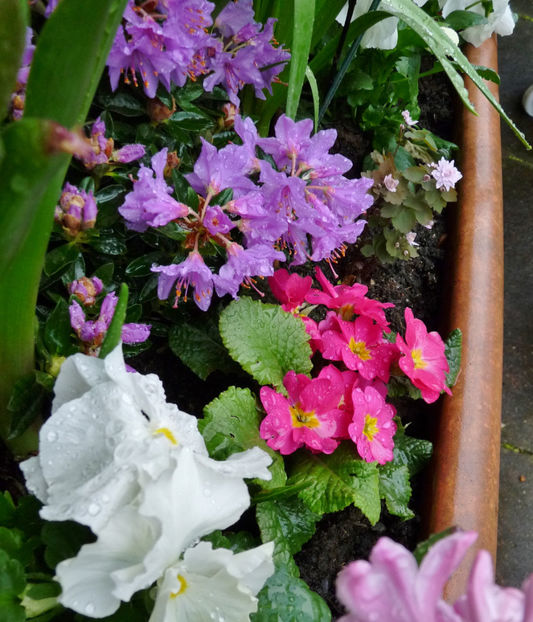  - 2023 - 01 - Primavara