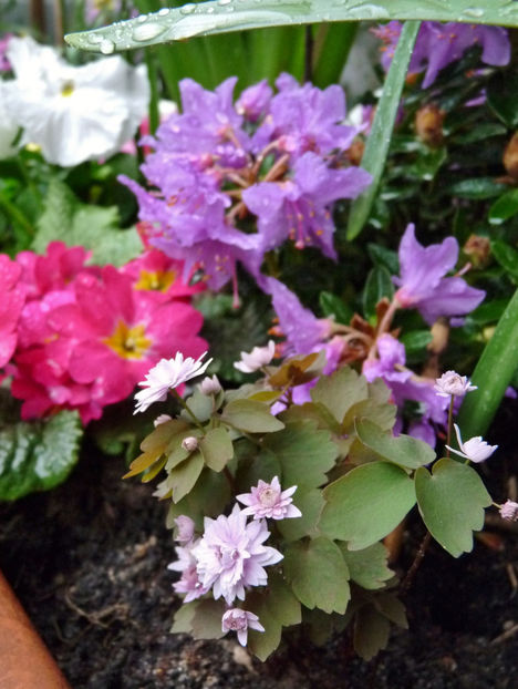  - 2023 - 01 - Primavara