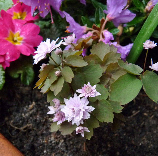  - 2023 - 01 - Primavara