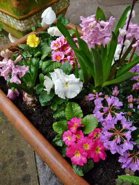  - 2023 - 01 - Primavara