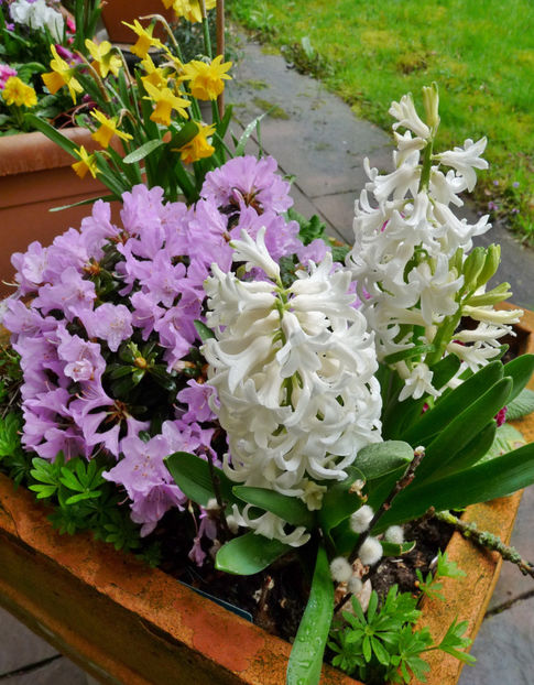  - 2023 - 01 - Primavara