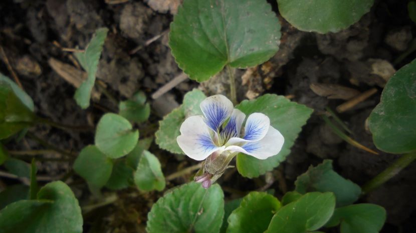  - Splendori in gradina
