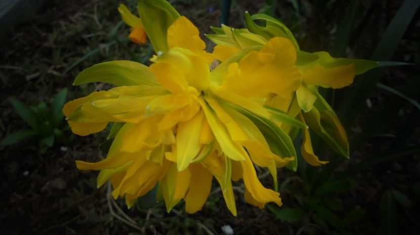  - Splendori in gradina