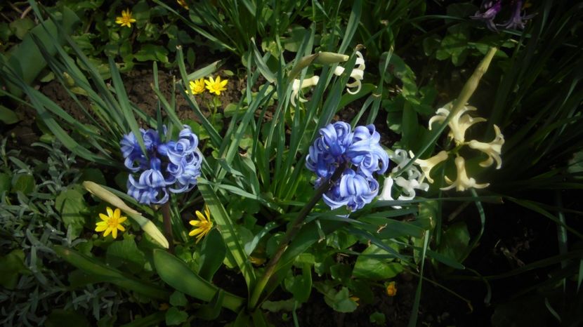  - Splendori in gradina