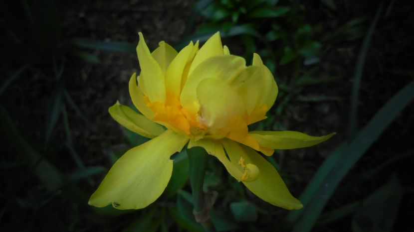  - Splendori in gradina