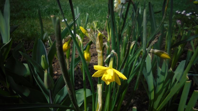  - Splendori in gradina