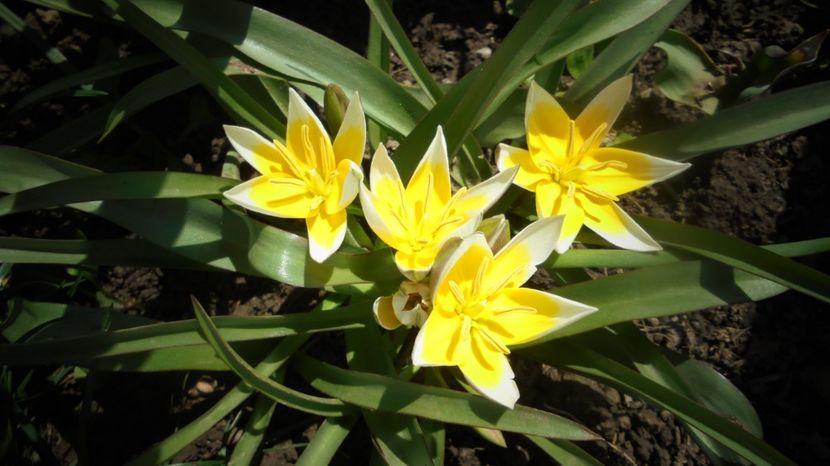  - Splendori in gradina