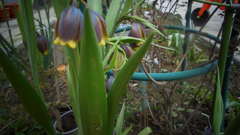  - Splendori in gradina