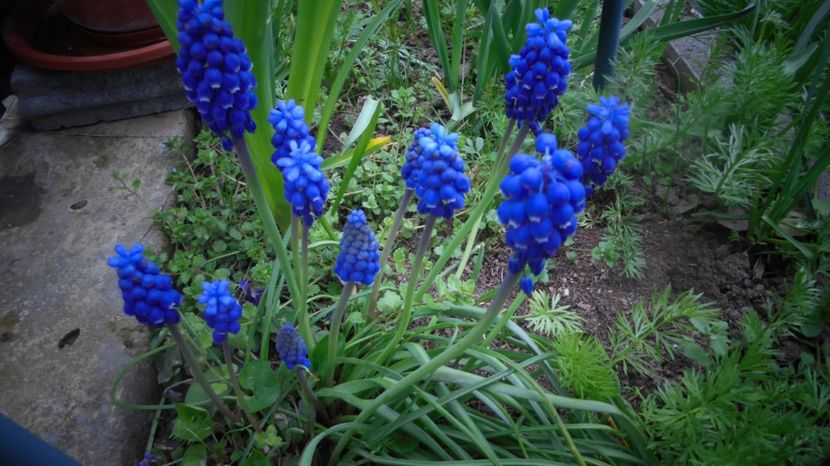 Muscari armeniacum - Splendori in gradina