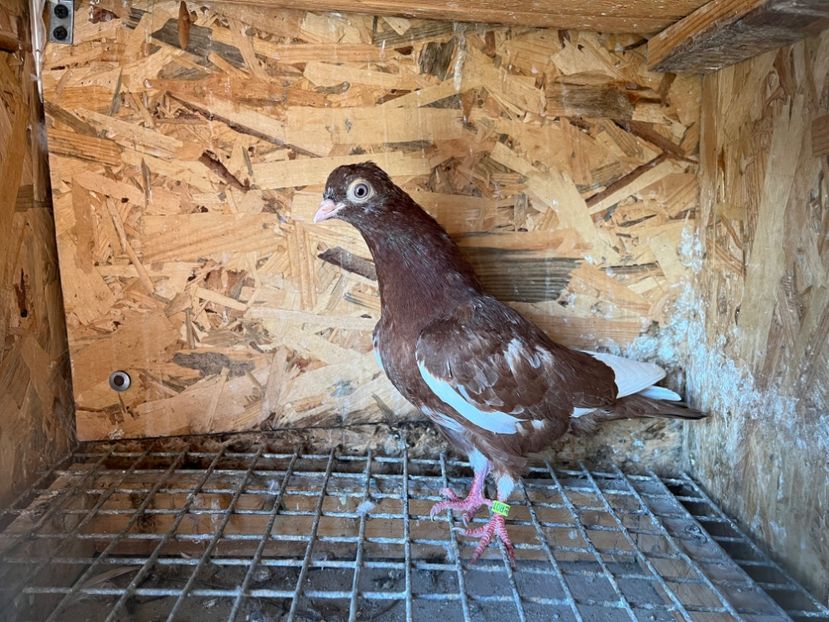 2969/23 - 6-lot zbor 2023