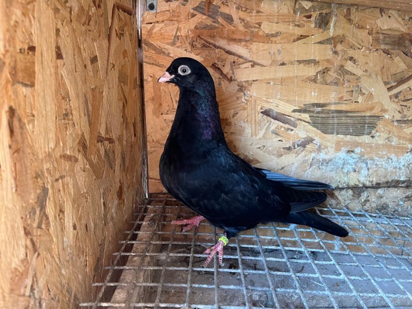 2966/23 - 6-lot zbor 2023