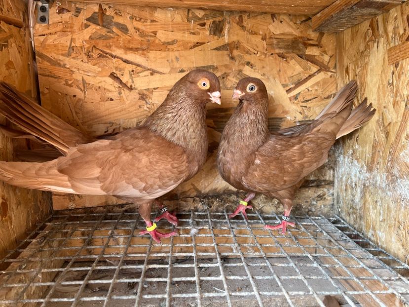 4 - 6-perechi lot zbor 2023