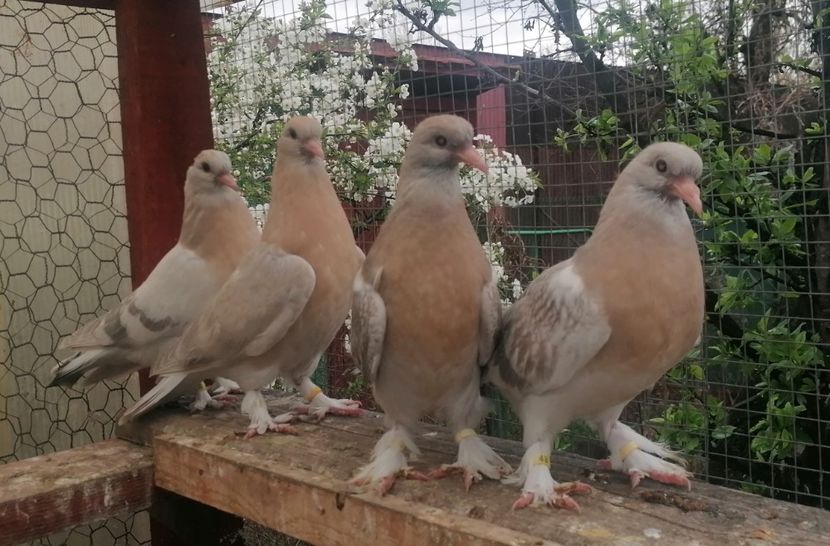 Pui 2023 - Jucători de Takla 2021