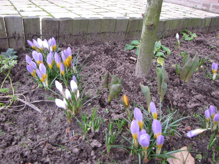 Crocusi 3 mart 2010 (1)