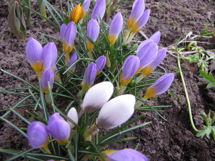 Crocusi 3 mart 2010 (2)