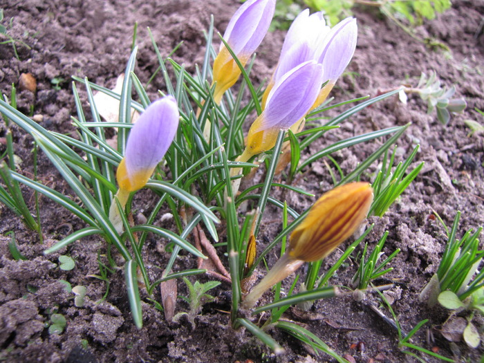 Crocusi 3 mart 2010 (3) - crocus - branduse