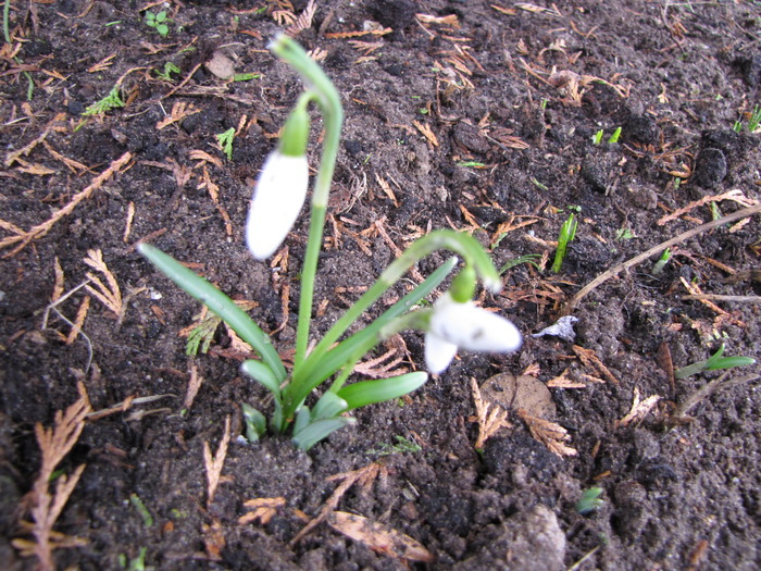 Ghiocei 23 feb 2010 (1) - plante diverse