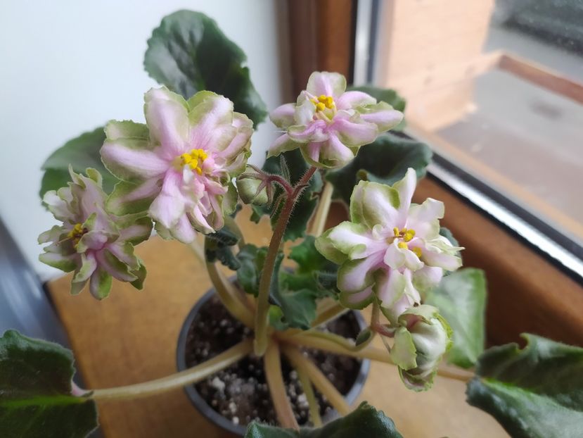 15 aprilie 2023 - Dn Rahat Lukum