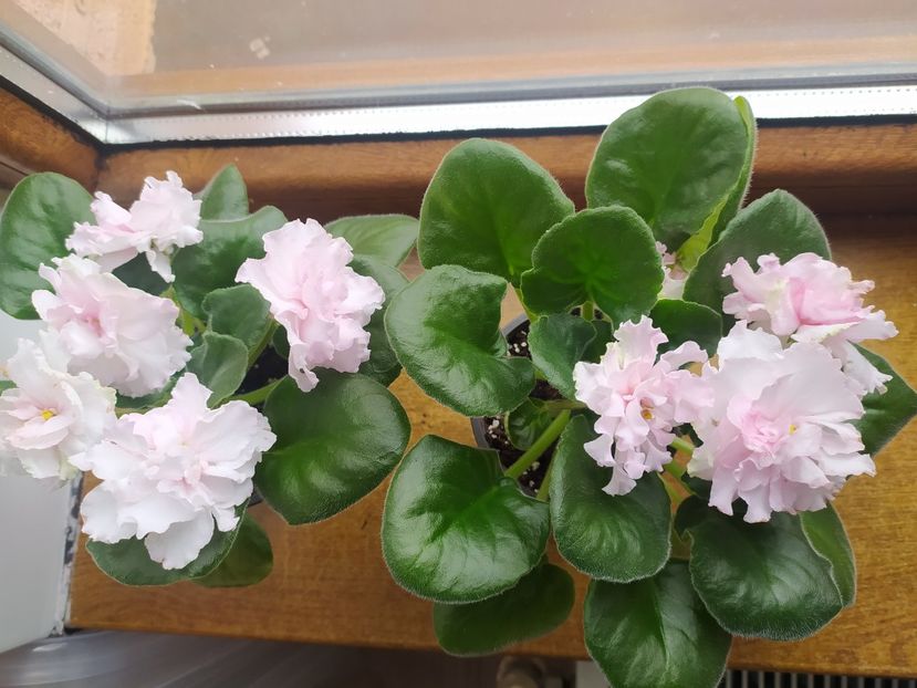 15 aprilie 2023 - LF Kremovyy Desert