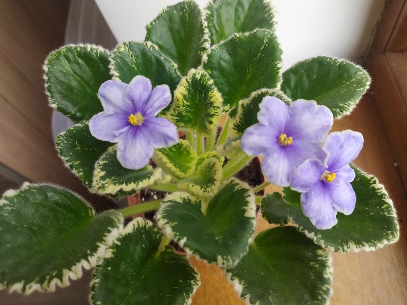 15 aprilie 2023 - VaT Kholodnoe Serdtse