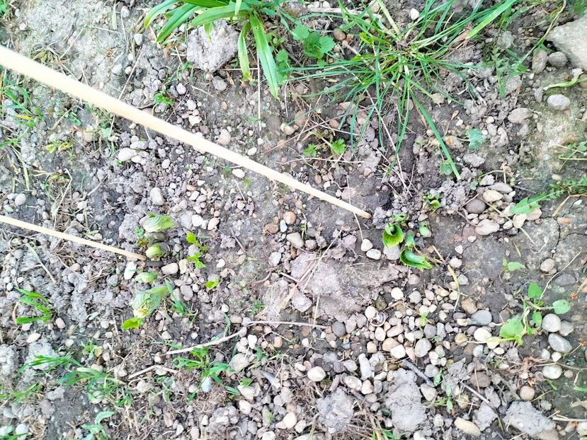 IMG20230415193142 - Gradina 2023