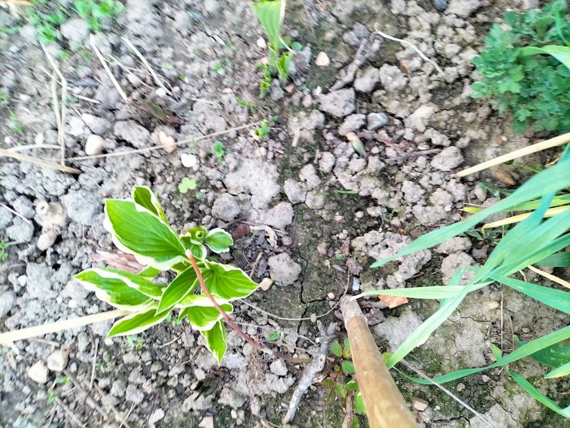 IMG20230415193126 - Gradina 2023