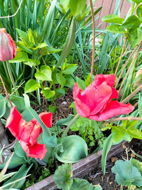 IMG20230415193430 - Gradina 2023