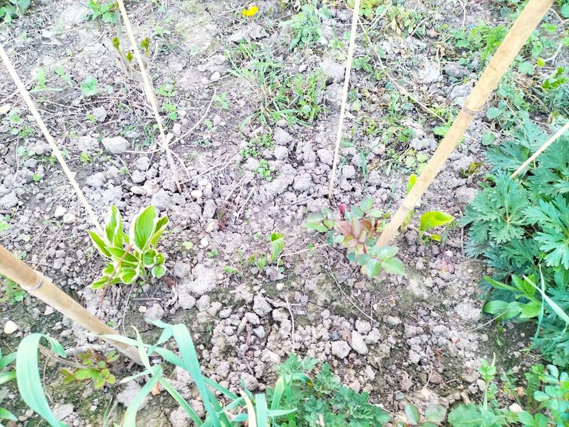 IMG20230415193122 - Gradina 2023