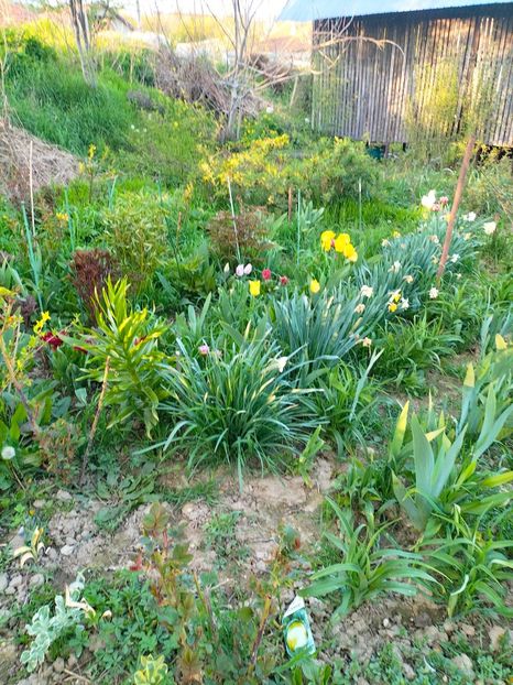 IMG20230415193111 - Gradina 2023