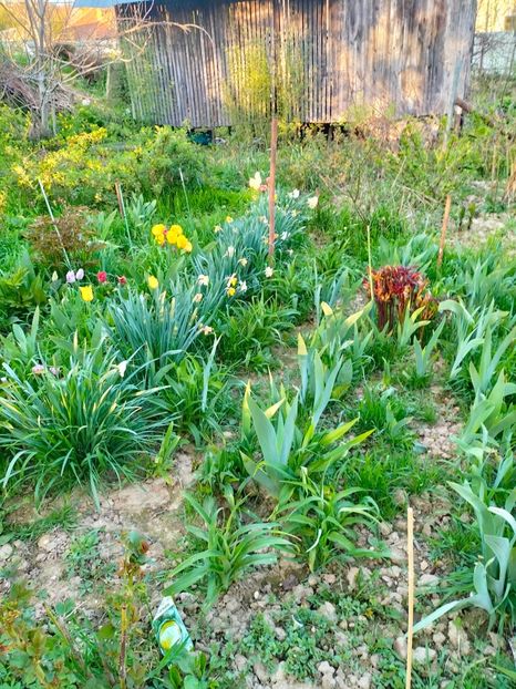 IMG20230415193108 - Gradina 2023