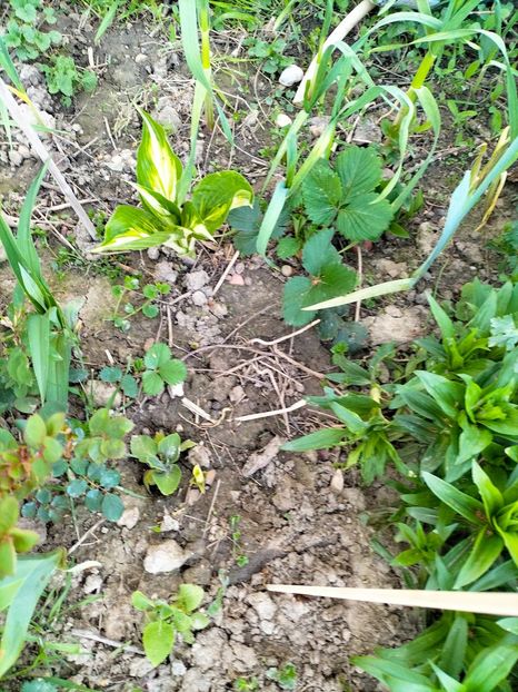 IMG20230415193103 - Gradina 2023