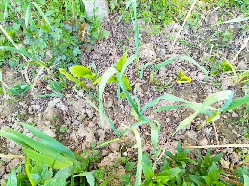 IMG20230415193057 - Gradina 2023