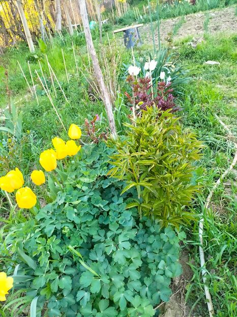 IMG20230415193020 - Gradina 2023