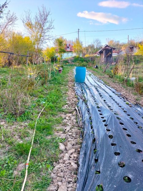 IMG20230415192935 - Gradina 2023