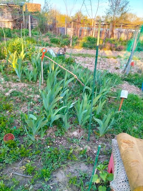 IMG20230415192825 - Gradina 2023