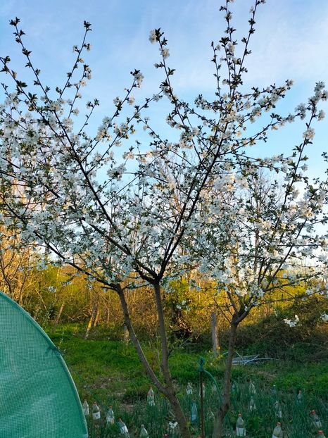 IMG20230415192816 - Gradina 2023