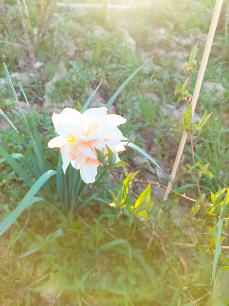 IMG20230415192703 - Gradina 2023