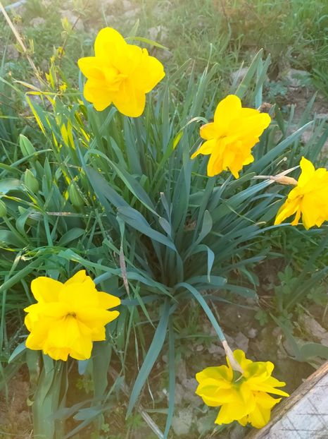 IMG20230415192658 - Gradina 2023