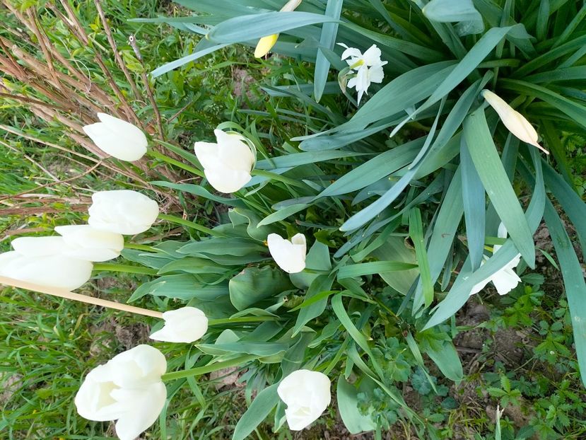 IMG20230415192627 - Gradina 2023