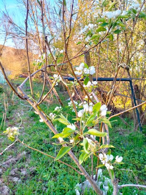 IMG20230415192603 - Gradina 2023