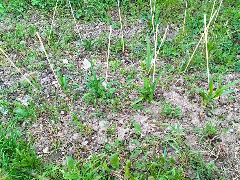 IMG20230415192411 - Gradina 2023