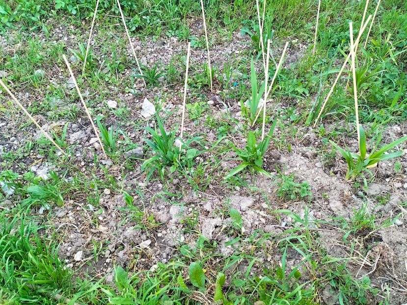 IMG20230415192409 - Gradina 2023