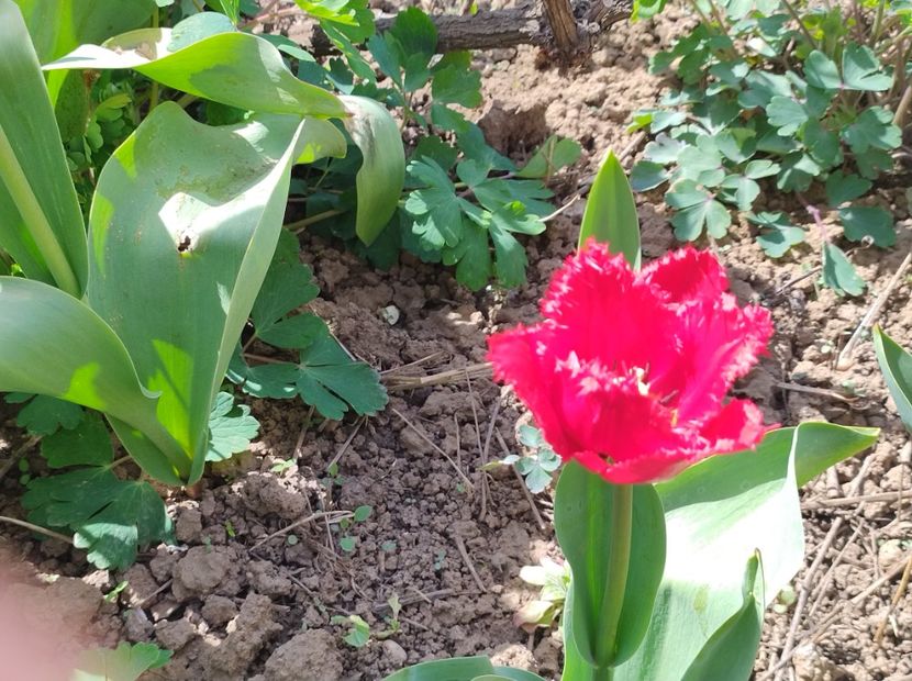  - Flori de gradina-2023