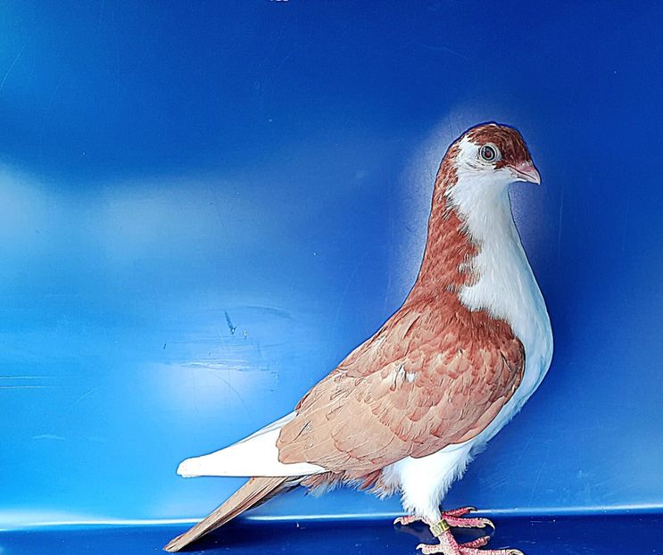 17041  mascul  2023 - 00001 porumbei dragi mie arhivă