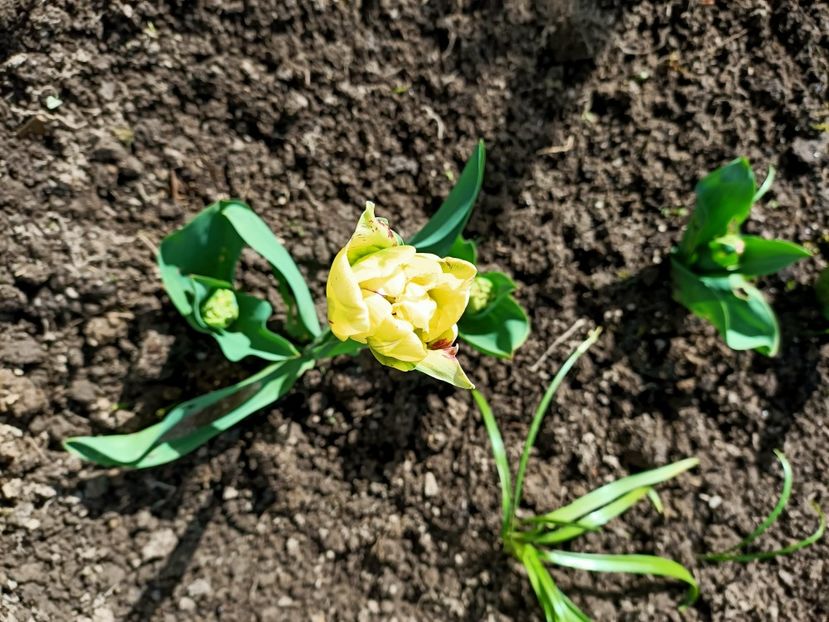 Img.2023.04.14 - Grădina mea