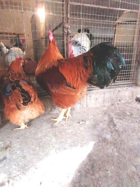  - 2023 New Hampshire