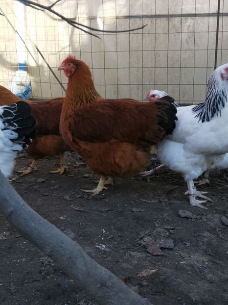  - 2023 New Hampshire