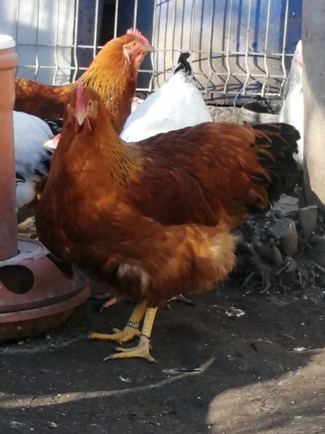  - 2023 New Hampshire